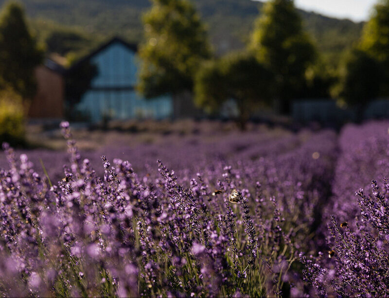 A szentendrei Daalarna Garden tökéletes esküvői helyszín a Budapest környéki esküvőkhöz.